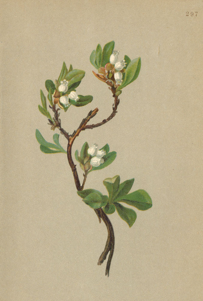 ALPENFLORA ALPINE FLOWERS. Arctous alpina (L. ) Nied-Alpen-Bärentraube 1897